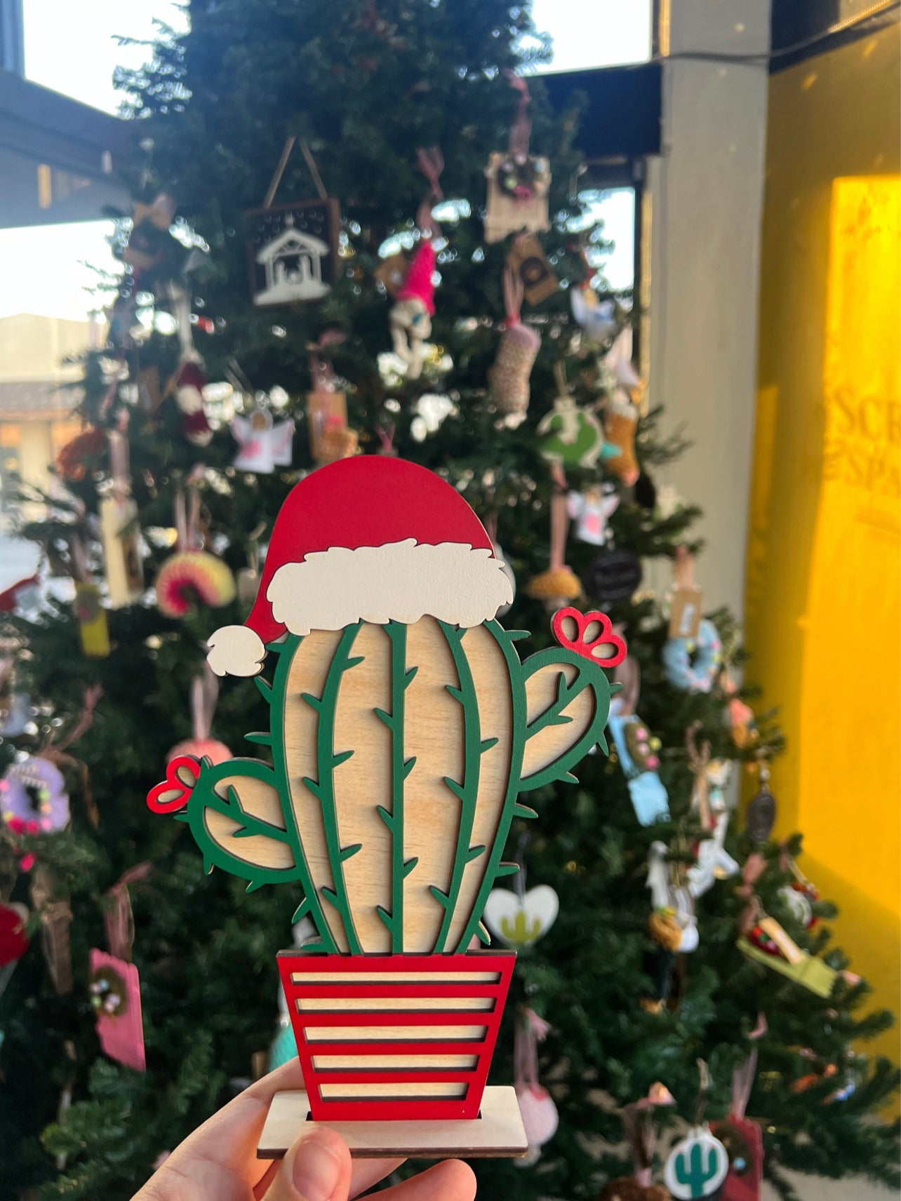 Christmas cactus
